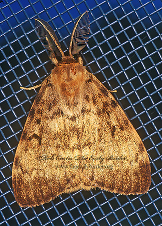 Lymantria dispar GYPSY MOTH 243801z