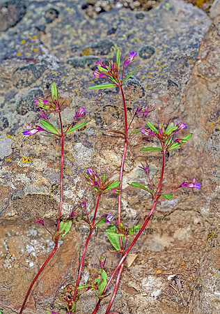 Collinsia parviflora  MAIDEN BLUE EYED MARY 144228z