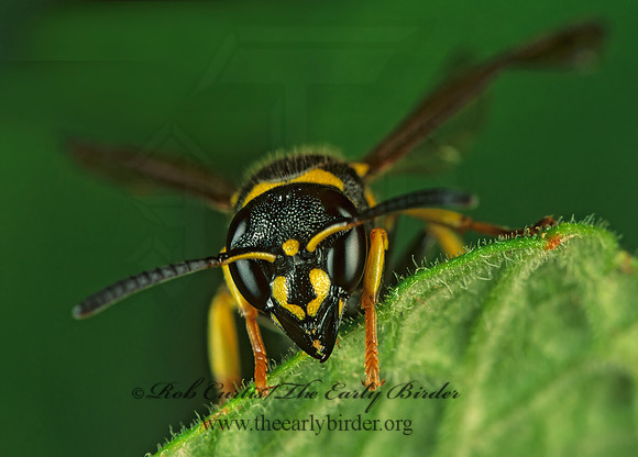 Ancistrocerus adiabatus 183506z
