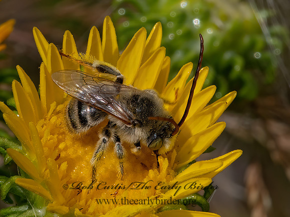 Melissodes  LONG-HORNED BEE 3023733z