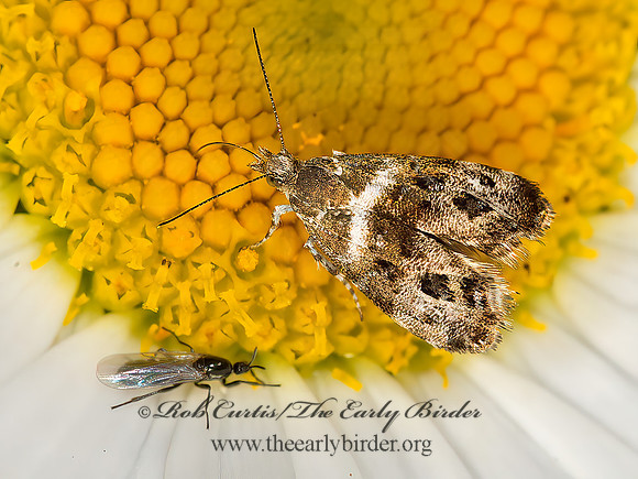Tebenna onustana  METALMARK MOTH 9036071z
