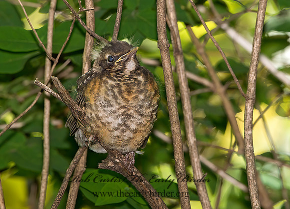Turdus migratorius  AMERICAN ROBIN 9031096z