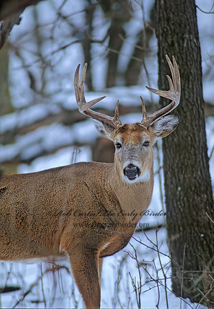 Odocoileus virginianus  WHITE-TAILED DEER 64803z
