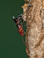 Chirotica PHYGADEUONTINI ICHNEUMON 9049626z