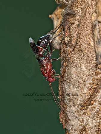 Chirotica  PHYGADEUONTINI ICHNEUMON 9049626z