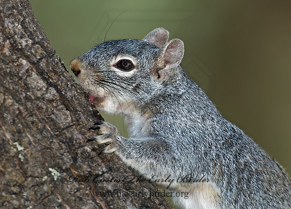 Sciurus arizonensis  ARIZONA GRAY SQUIRREL 7007882z
