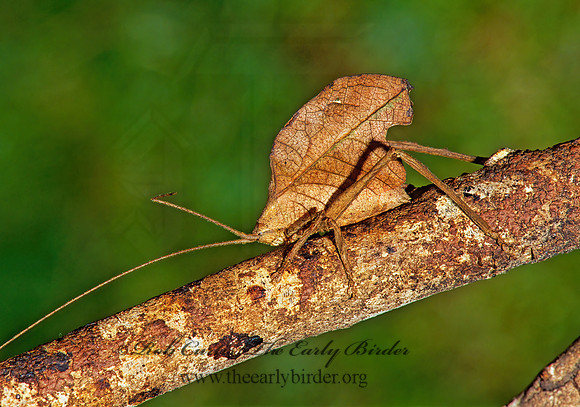 Mimetica viridifolia DEAD-LEAF KATYDID 199711 Mz