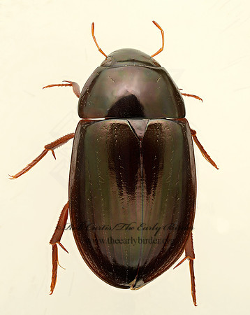 Hydrochara obtusata 9019585z