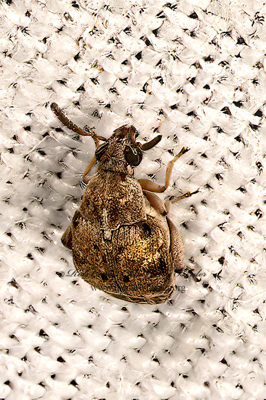 Algarobius BEAN WEEVIL 3033233z