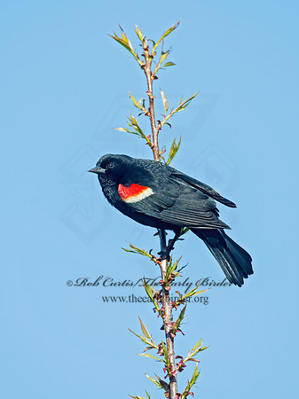 Agelaius phoeniceus  RED-WINGED BLACKBIRD 9011051z
