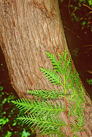 Chamaecyparis thyoides~  ATLANTIC WHITE CEDAR 1112806z