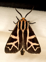 Apantesis figurata FIGURED TIGER MOTH 9047990z