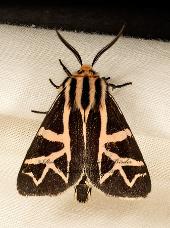 Apantesis figurata FIGURED TIGER MOTH 9047990z