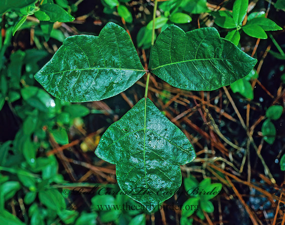 Toxicodendron  radicans  POISON IVY 169014z