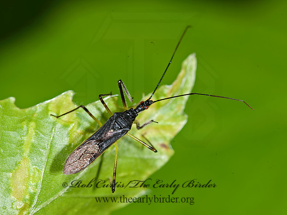 Zelus luridus  ASSASSIN BUG 8034346z