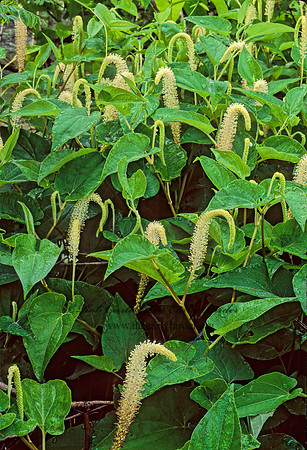 Saururus cernuus  LIZARD'S TAIL 173933z