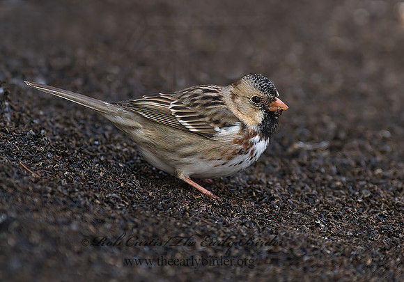 Zonotrichia querula  HARRIS'S SPARROW 7014158z