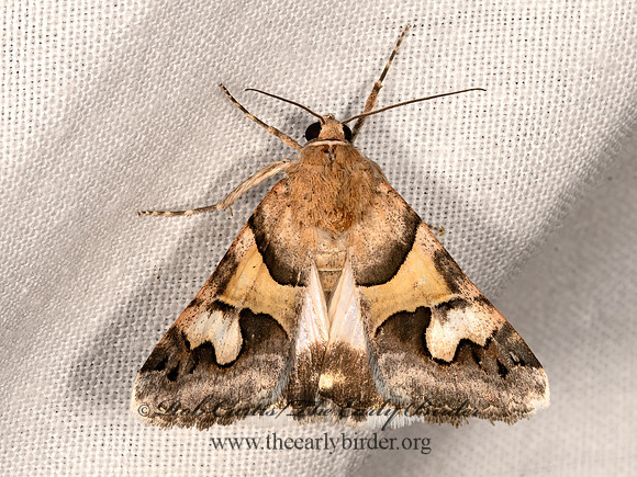 Drasteria pallescens  PALER GRAPHIC 3038149z