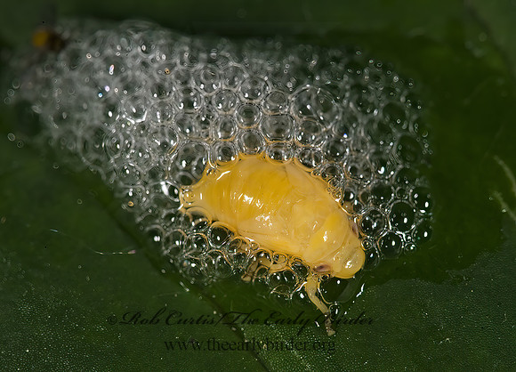 Philaenus spumarius  MEADOW SPITTLEBUG 8005018z