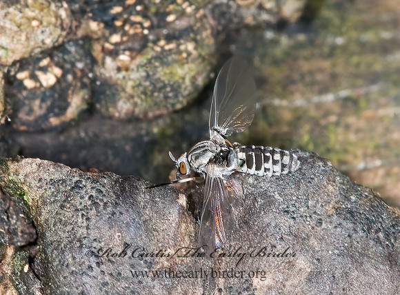 Simulium vittatum grp 6016604z