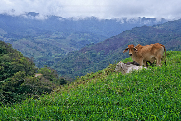 Bos taurus  CATTLE 203019z