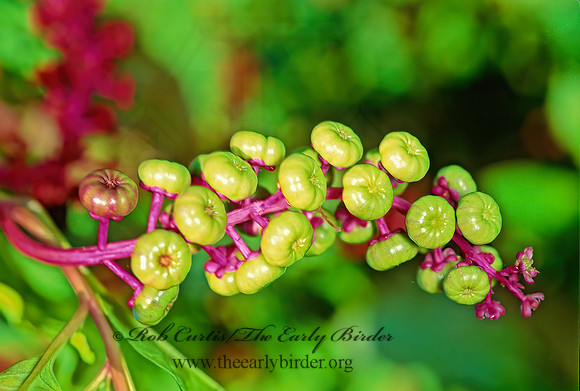 Phytolacca americana   AMERICAN POKEWEED  44543z