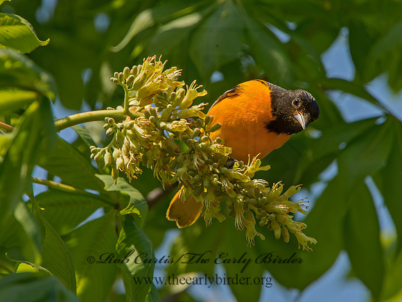 Icterus galbula  BALTIMORE ORIOLE 9044737z