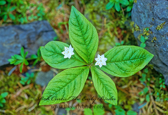 Trientalis europaea  ARCTIC STARFLOWER 133027z