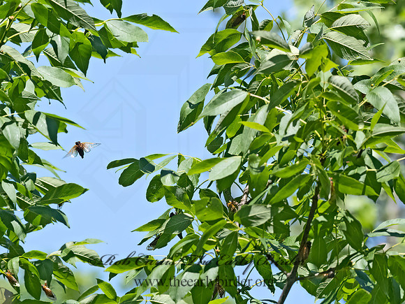 Magicicada cassinii  CASSIN'S PERIODICAL CICADA 3021392z