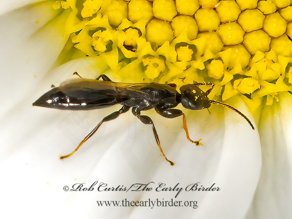 Bethylidae  FLAT WASP 9068706z