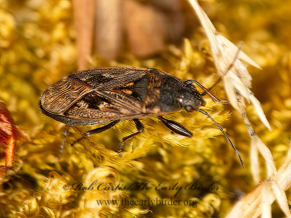 Sphragisticus nebulosus  DIRT-COLORED SEED BUG 9059468z