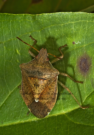 Euschistus servus euschistoides 5000196z