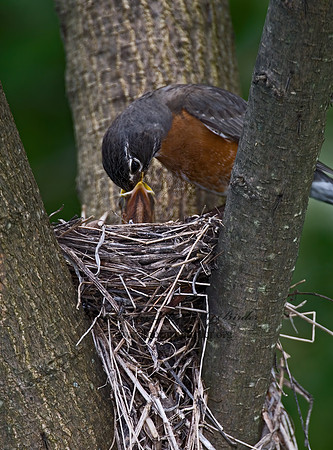 Turdus migratorius  AMERICAN ROBIN 6005610z