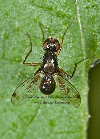 Sepsis BLACK SCAVENGER FLY 5008028 ,1