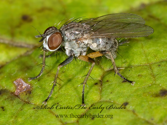 Coenosia lata or erran  MUSCID FLYs 9003519z