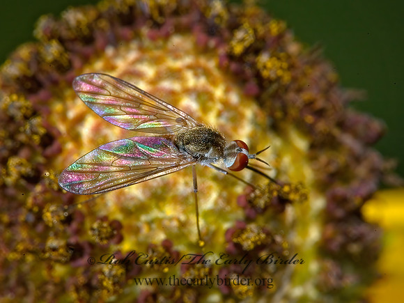 Geron calvus  BEE FLY 5011457 z