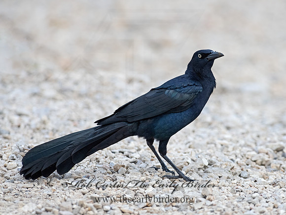 Quiscalus mexicanus  GREAT-TAILED GRACKLE 3028700z