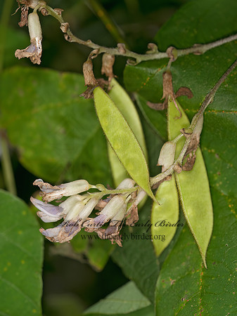 Amphicarpaea bracteata  HOG PEANUT 3014514z
