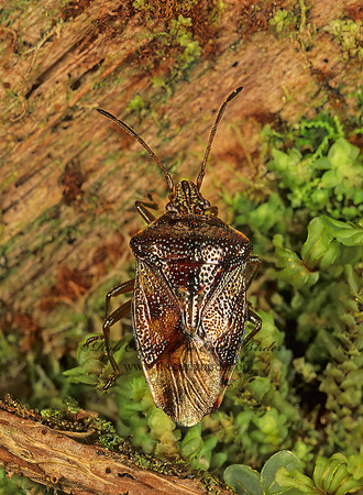Elasmucha lateralis 150530z