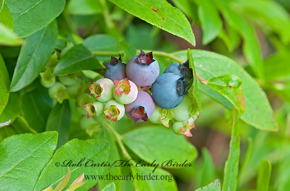 Vaccinium angustifolium  LOW SWEET BLUEBERRY 3013896z