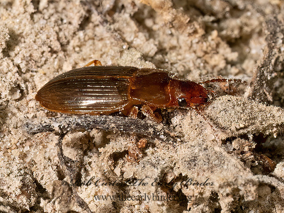 Trichotichnus autumnalis HARPALINI GROUND BEETLE 9080631z