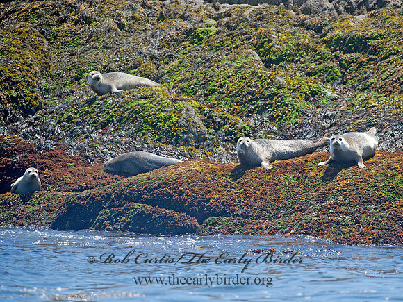 Phoca vitulina  HARBOR SEAL 9032117z