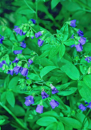 Polemonium van-bruntiae  JACOB'S LADDER 265824z
