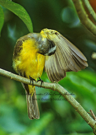Myiozetetes similis  SOCIAL FLYCATCHER 205003z