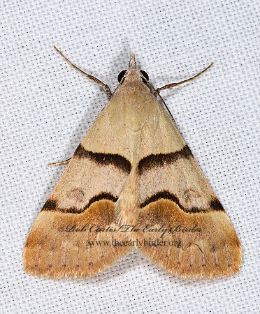 Hemeroplanis incusalis PHYTOMETRINI EREBID MOTH