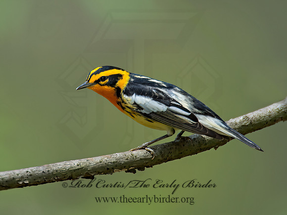 Setophaga fusca  BLACKBURNIAN WARBLER 9010681z