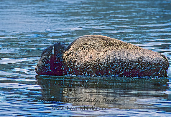 Bison bison  BISON 134112z