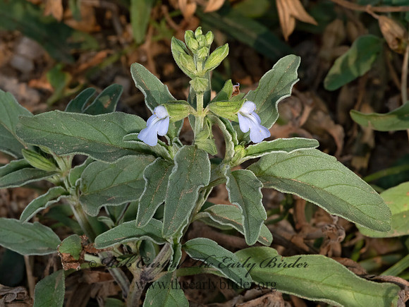 Salvia reflexa  ROCKY MOUNTAIN SAGE  3023515z
