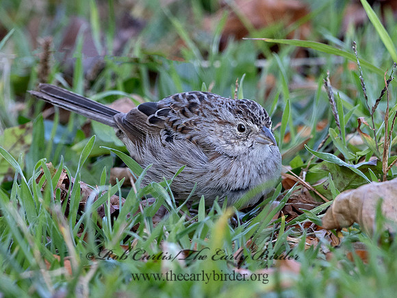 Peucaea cassinii  CASSIN'S SPARROW 3027646