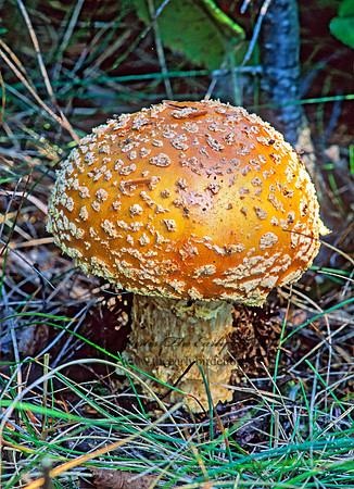 Amanita muscaria  FLY AGARIC 211628z